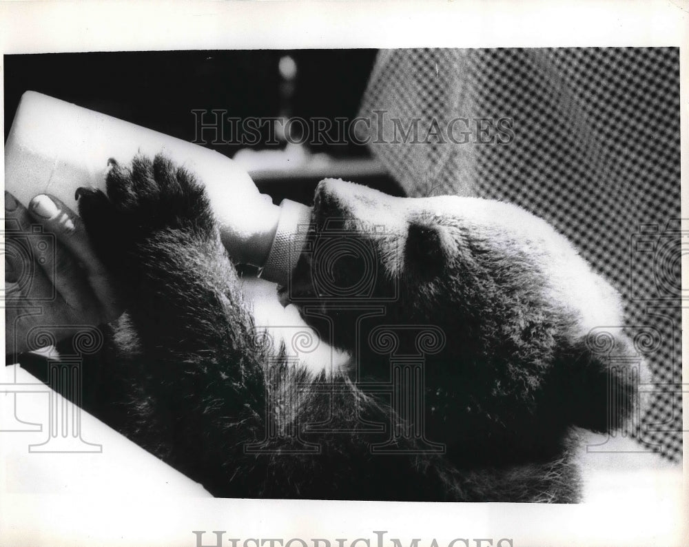 1969 baby bear bottlefed at Berne Zoo in Switzerland  - Historic Images
