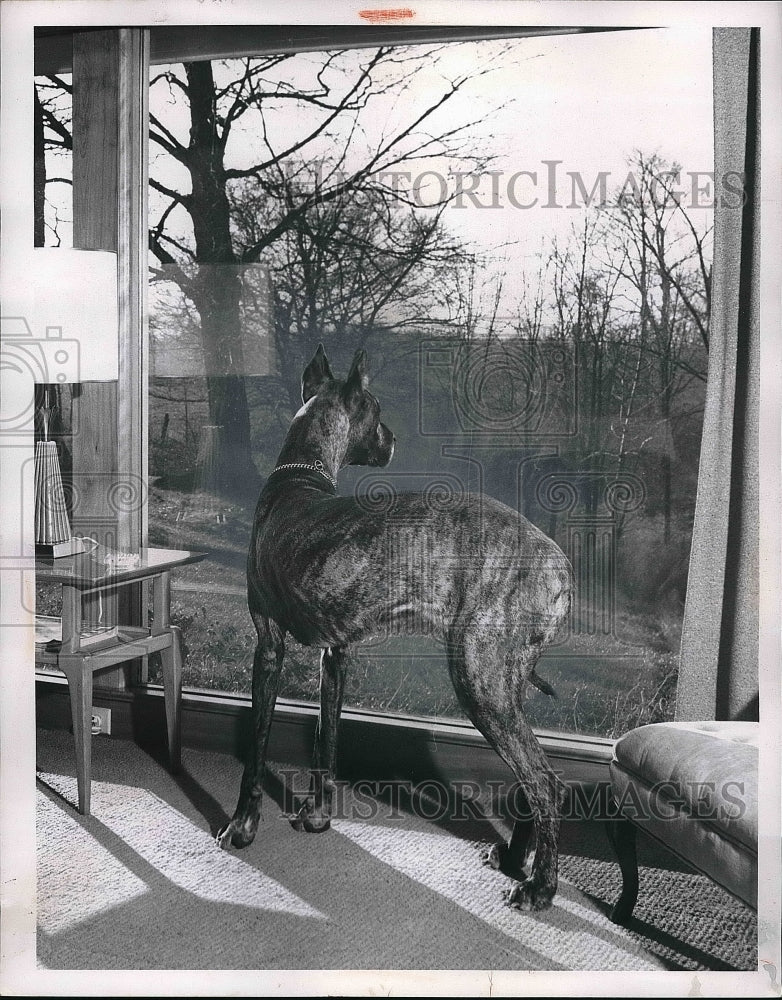 1955 Press Photo A dog looking out of the window - nea87974 - Historic Images