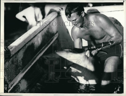 1936 Coral Gables, Fla. Earl Montgomery & shark taming exhibition - Historic Images