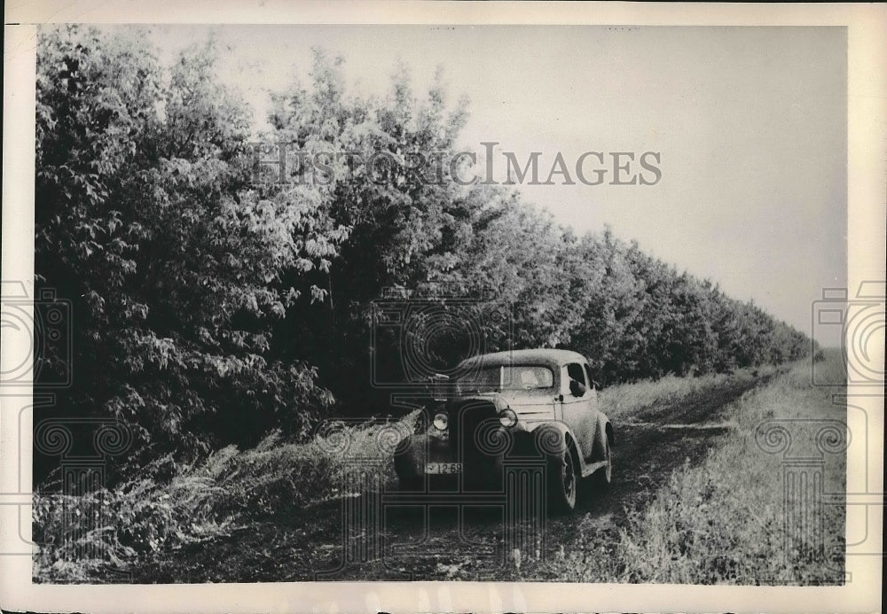 1948 Press Photo Stalingrad, Russia, forest belt of Iskra state farm - Historic Images