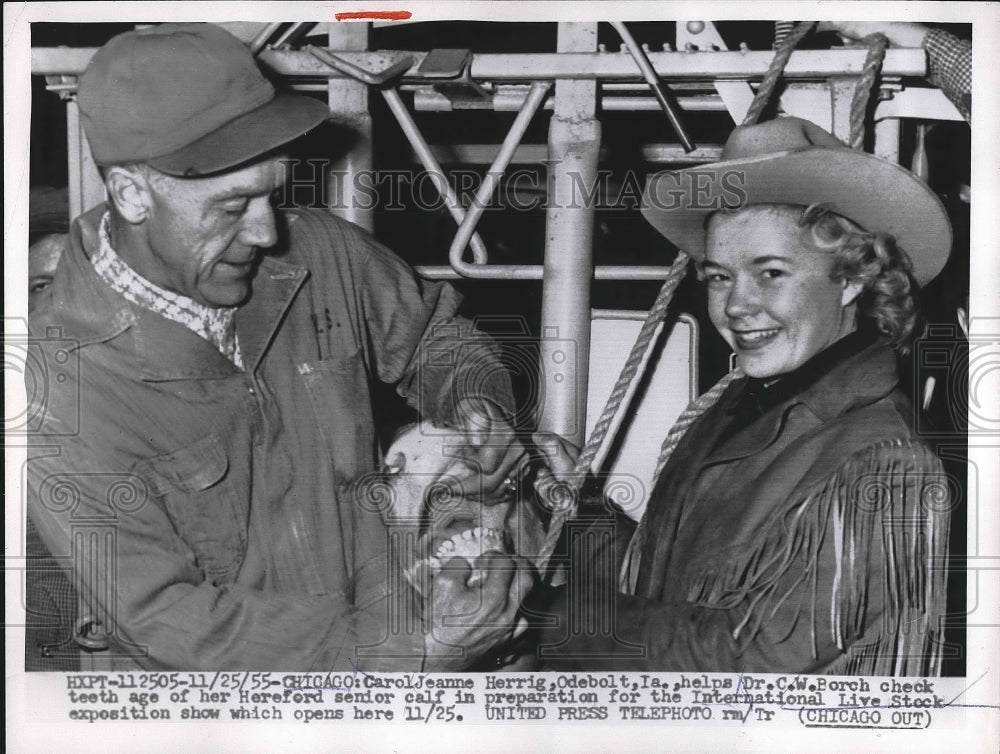 1955 Chicago, Ill Carol J Herrig &amp; Dr CW Borch check livestock - Historic Images
