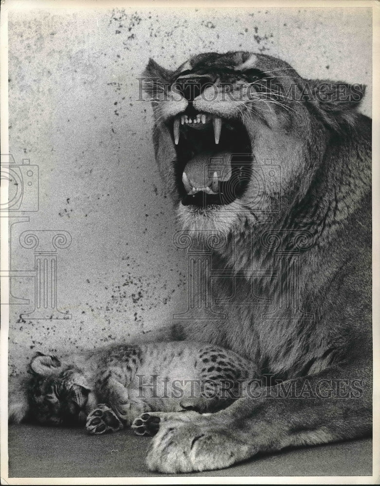 1968 &quot;Princess&quot; lioness in Washington D.C. zoo &amp; her cub &quot;Gremlin&quot; - Historic Images