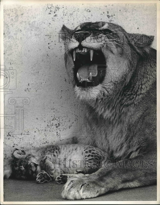 1968 "Princess" lioness in Washington D.C. zoo & her cub "Gremlin" - Historic Images