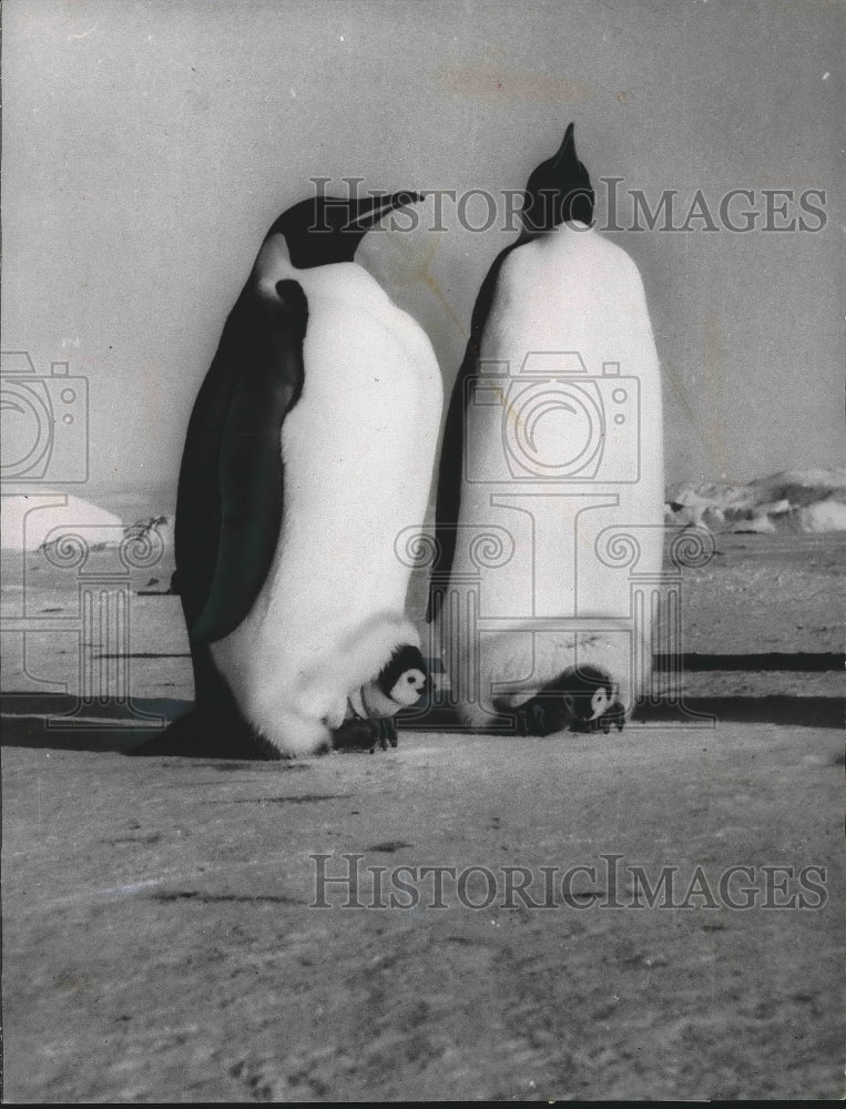1966 Baby penguins &amp; their parents in a zoo display  - Historic Images