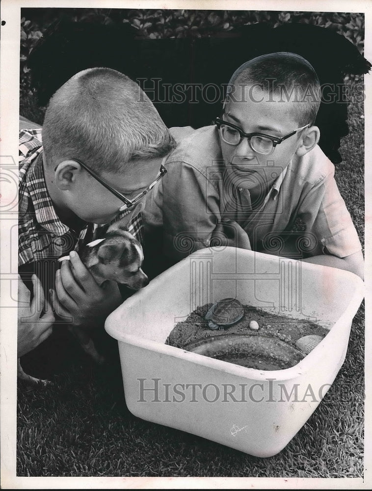 1964 Norman Glauber II Scott Joseph Turtles  - Historic Images