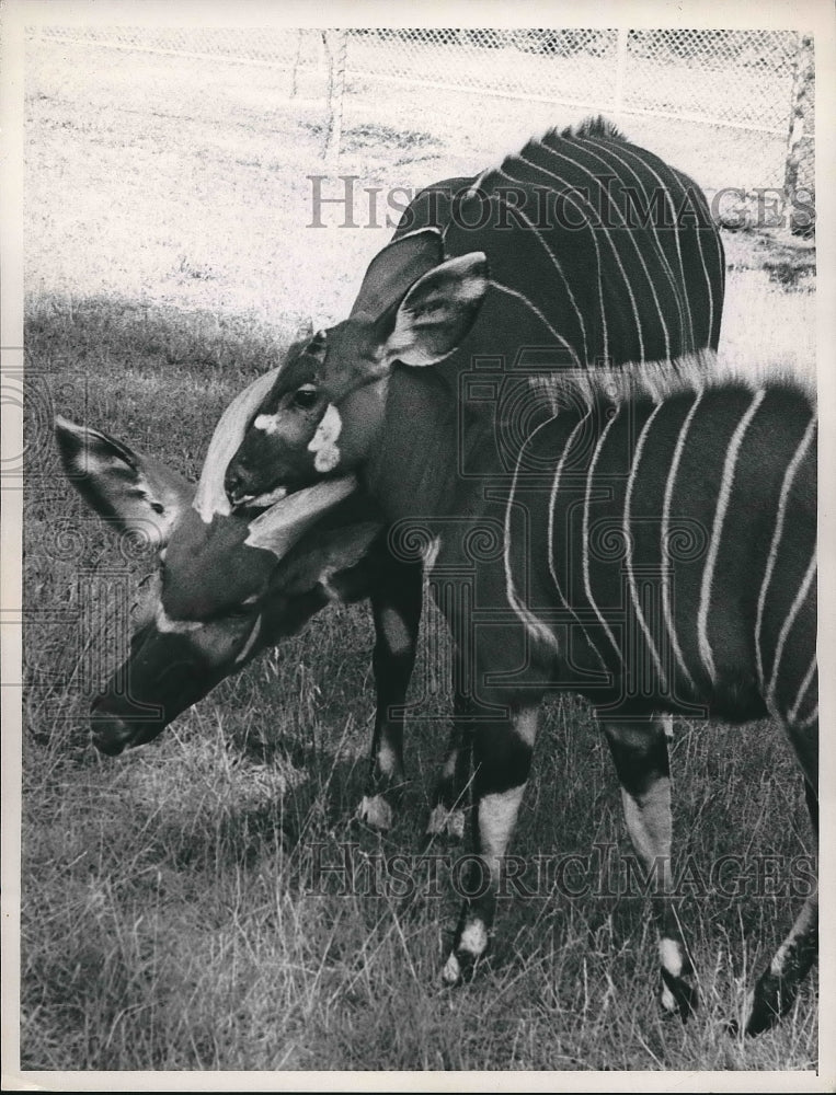 1963 Female African Bongo, Karen, meets young male for first time. - Historic Images