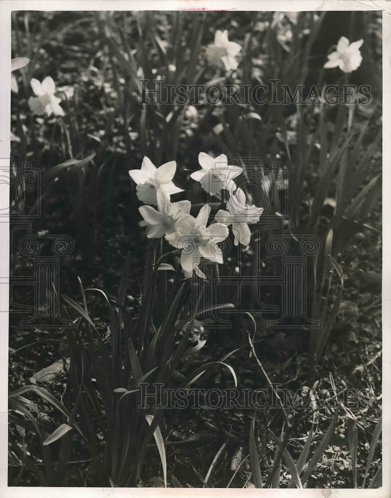 1963 Press Photo Flowers - nea89865-Historic Images