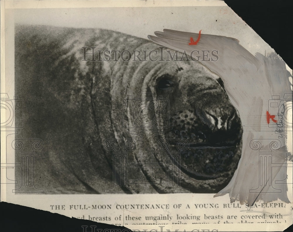 1929 a young bull sea elephant  - Historic Images