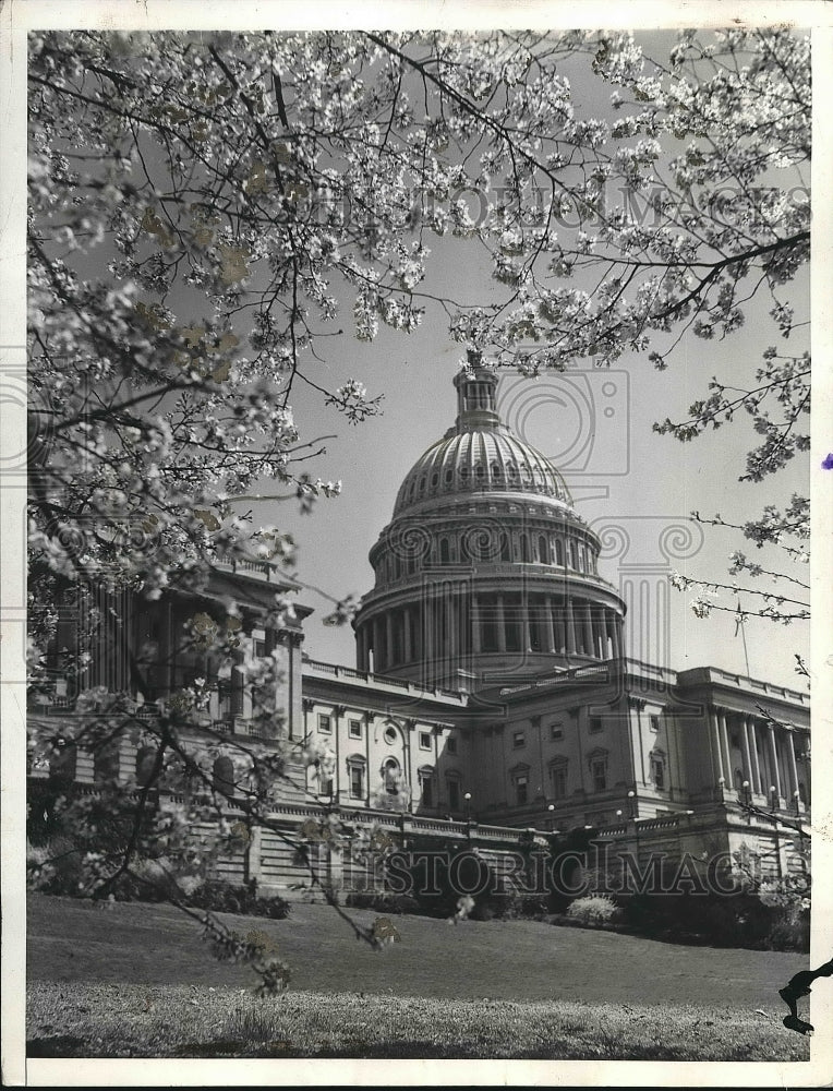 1935 Press Photo Cherry Trees in bloom at Capitol in Washington DC - Historic Images