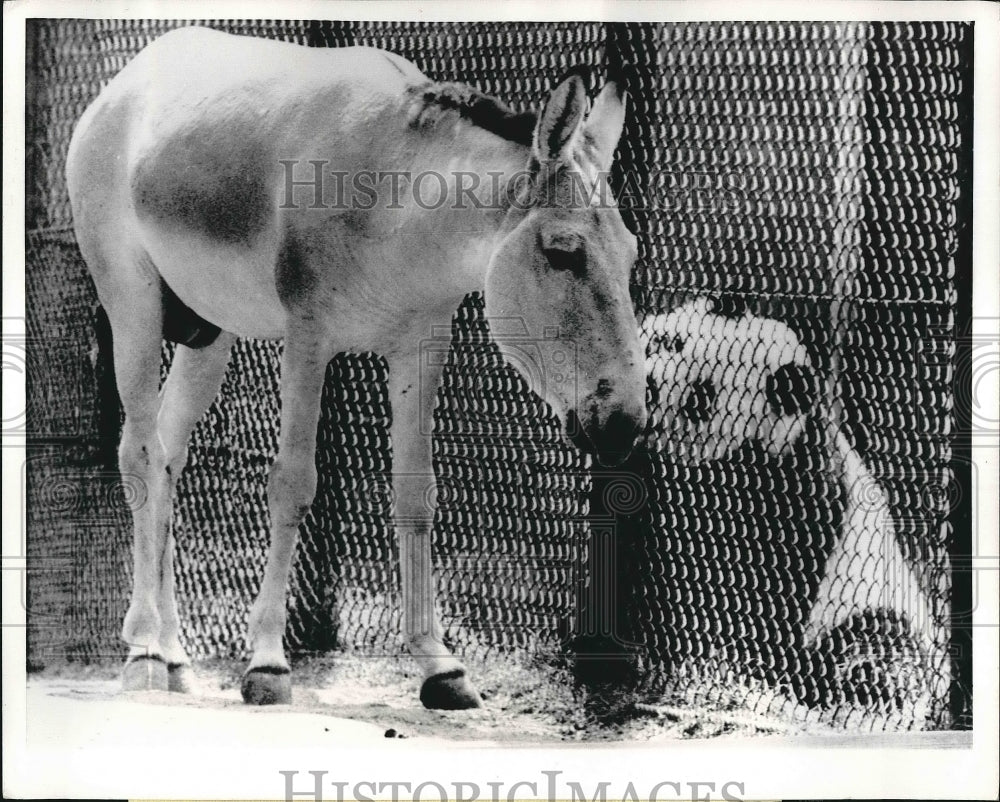 1970 Chi Chi the London zoos female panda 7 an Onager  - Historic Images