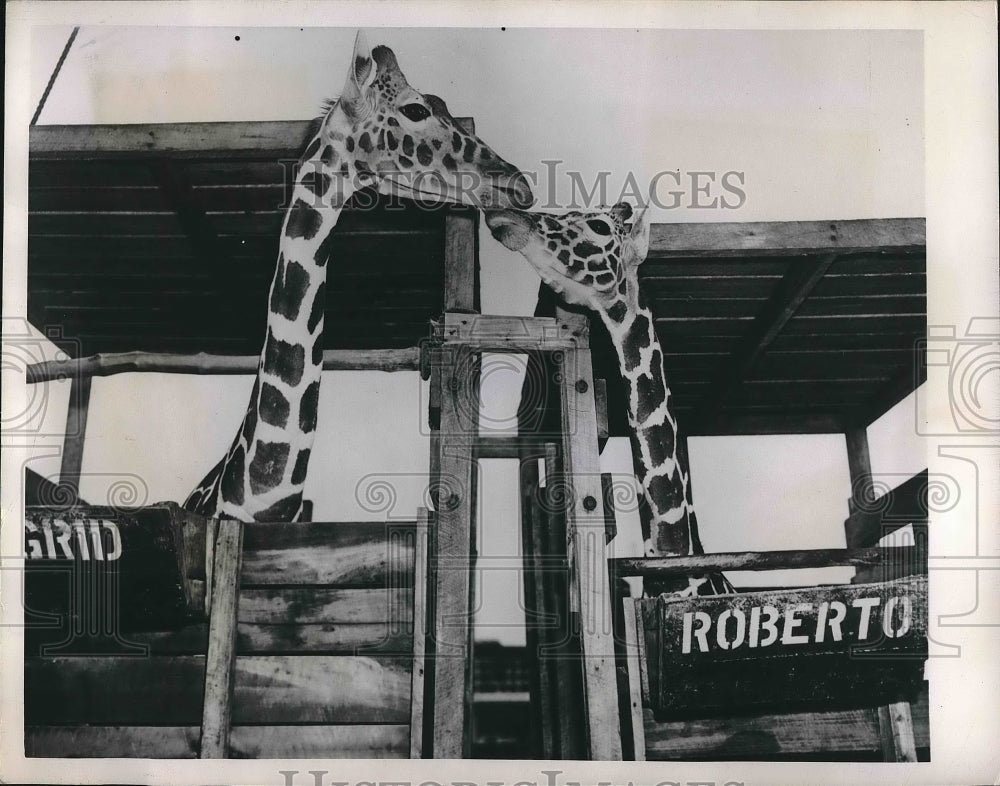 1950 Press Photo Giraffes Ingrid &amp; Roberto at NY zoo from Kenya - nea90425-Historic Images
