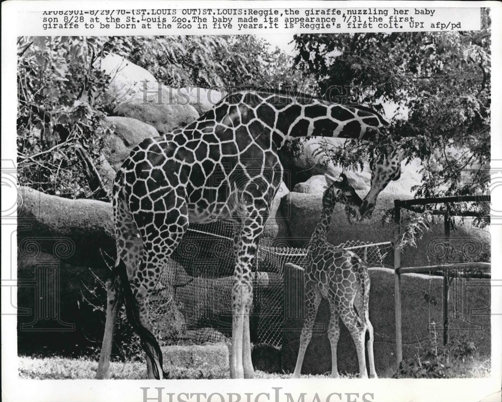 1970 Press Photo Reggie the giraffe &amp; mom at St Louis,Mo zoo - nea90428 - Historic Images