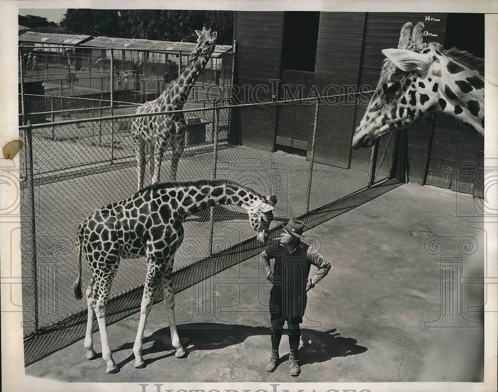 1938 Mugg a baby giraffe &amp; mom with keeper Van Dyke  - Historic Images