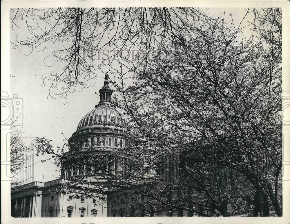 1936 Press Photo warm early spring make Cherry Trees bloom at Capitol bldg. DC - Historic Images