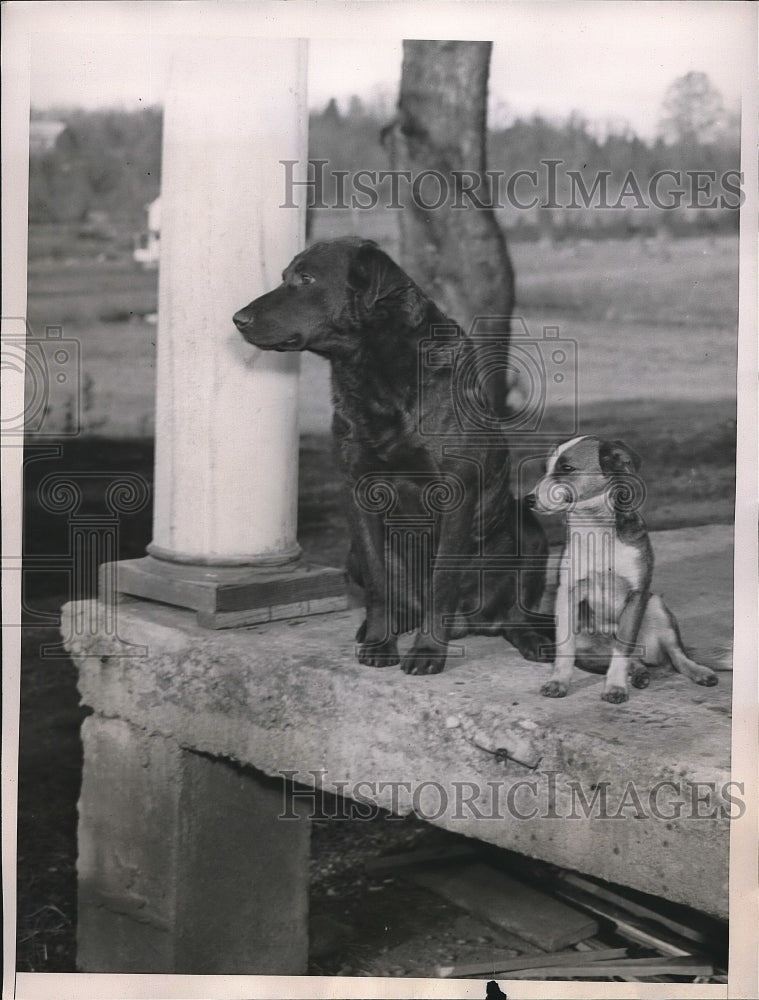 1938 Pooch &amp; Peg sit on the porch of the Brown home waiting for - Historic Images
