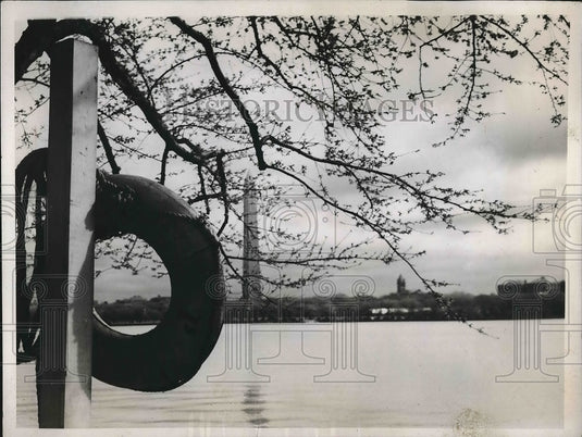 1937 Cherry trees blossom in D.C. at the Tidal Basin  - Historic Images