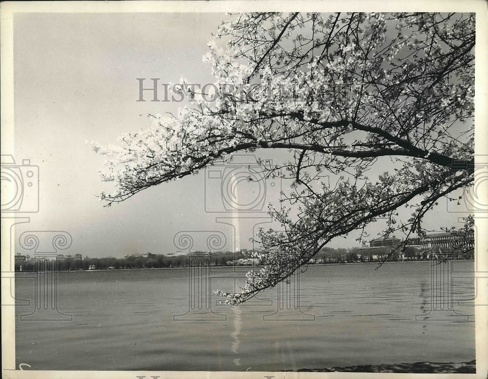 1934 Press Photo Cherry trees blossom in D.C. at the Tidal Basin - nea90814 - Historic Images