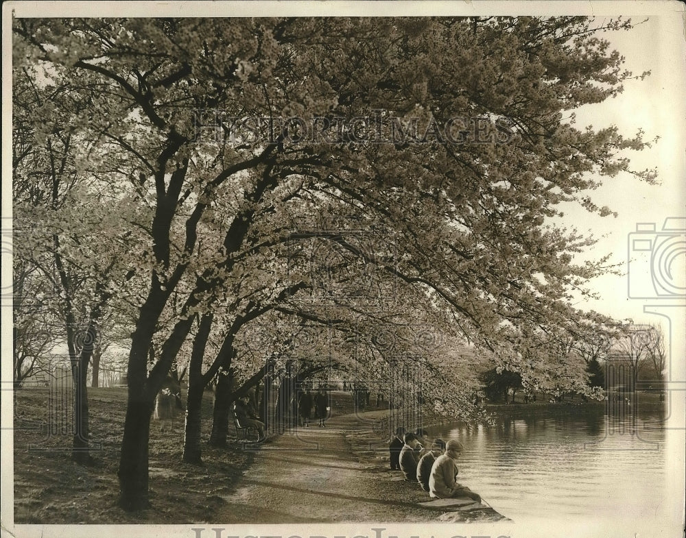 1930 Japanese Cherry Trees in Full Bloom at Potomac River in DC - Historic Images