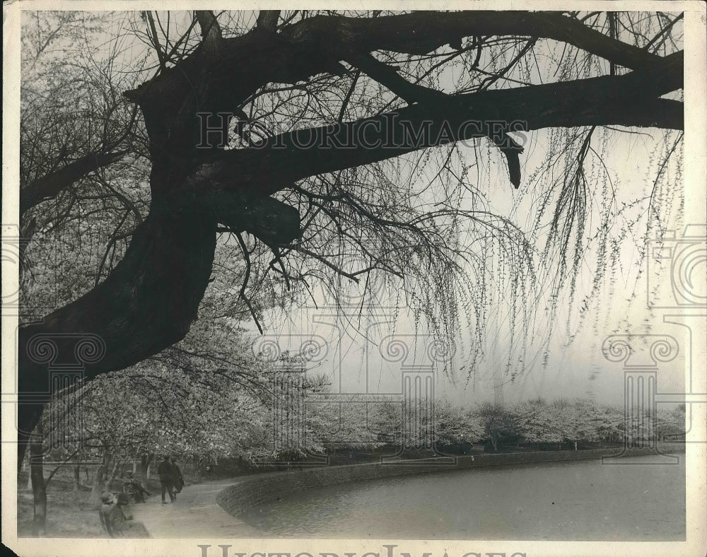 1925 Press Photo Cherry trees in bloom at D.C. Tidal Basin area - Historic Images