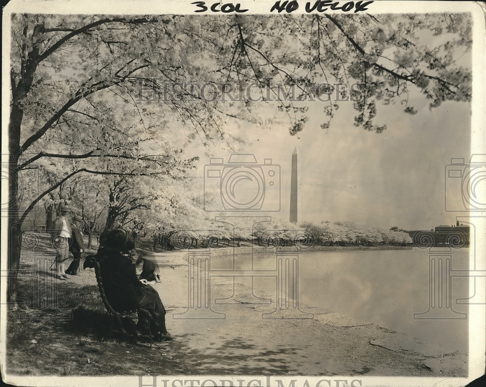 1924 Press Photo Cherry trees in blossom at D,C, Tidal Basin - nea91102 - Historic Images