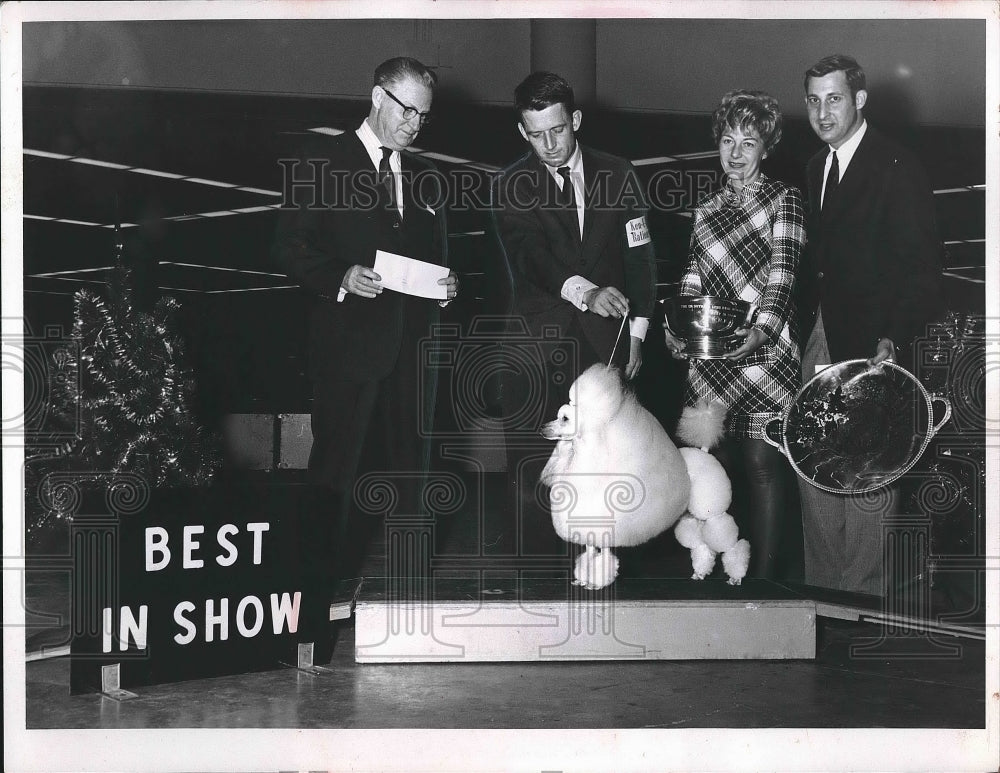 1968 Press Photo A standard poodle at a dog show - nea91122 - Historic Images