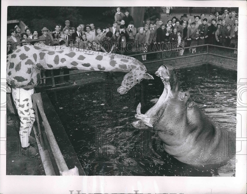 1954 Frankfurt, Germany a hiipo &amp; a toy giraffe  - Historic Images
