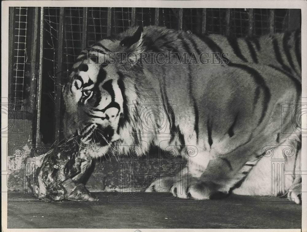 1957 Bengal tiger at Cleveland zoo  - Historic Images