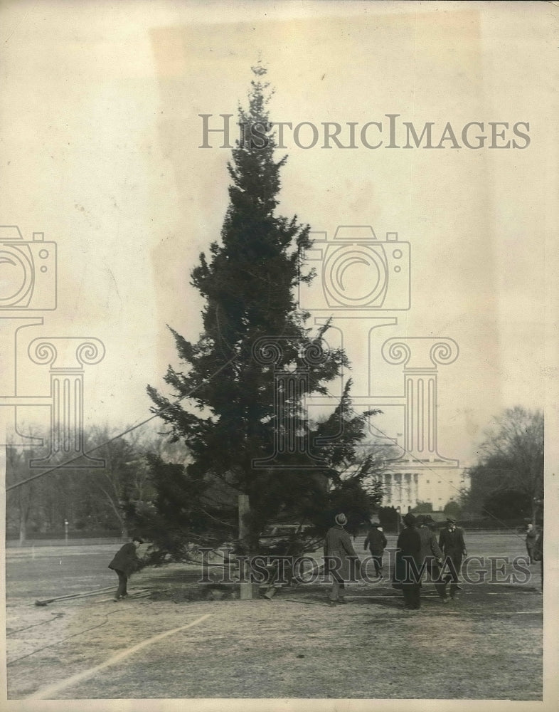 1923 Press Photo Christmas tree from Middleburg College given to Pres. Coolidge - Historic Images