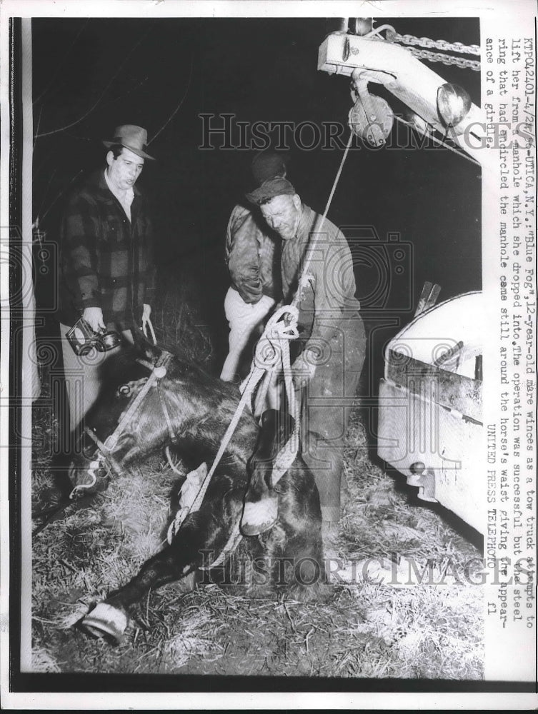 1936 Press Photo Horse Being Pulled Out of Manhole in Utica, New York - Historic Images