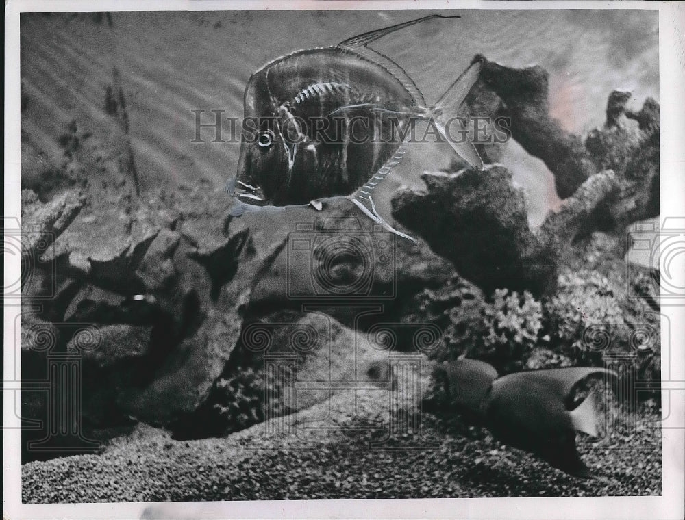 1968 Fish, Marine Aquarium Recreation Room of Albert Goulder - Historic Images