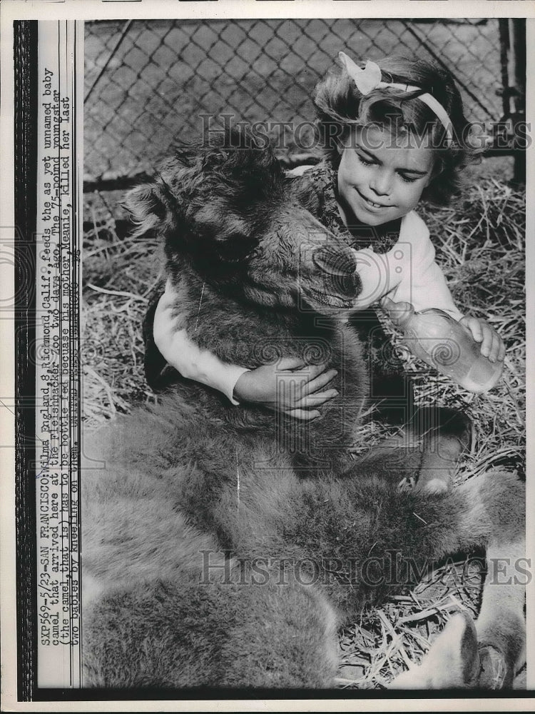 1953 Press Photo Wilma England &amp; baby camel at Fleishacker Zoo in Calif. - Historic Images