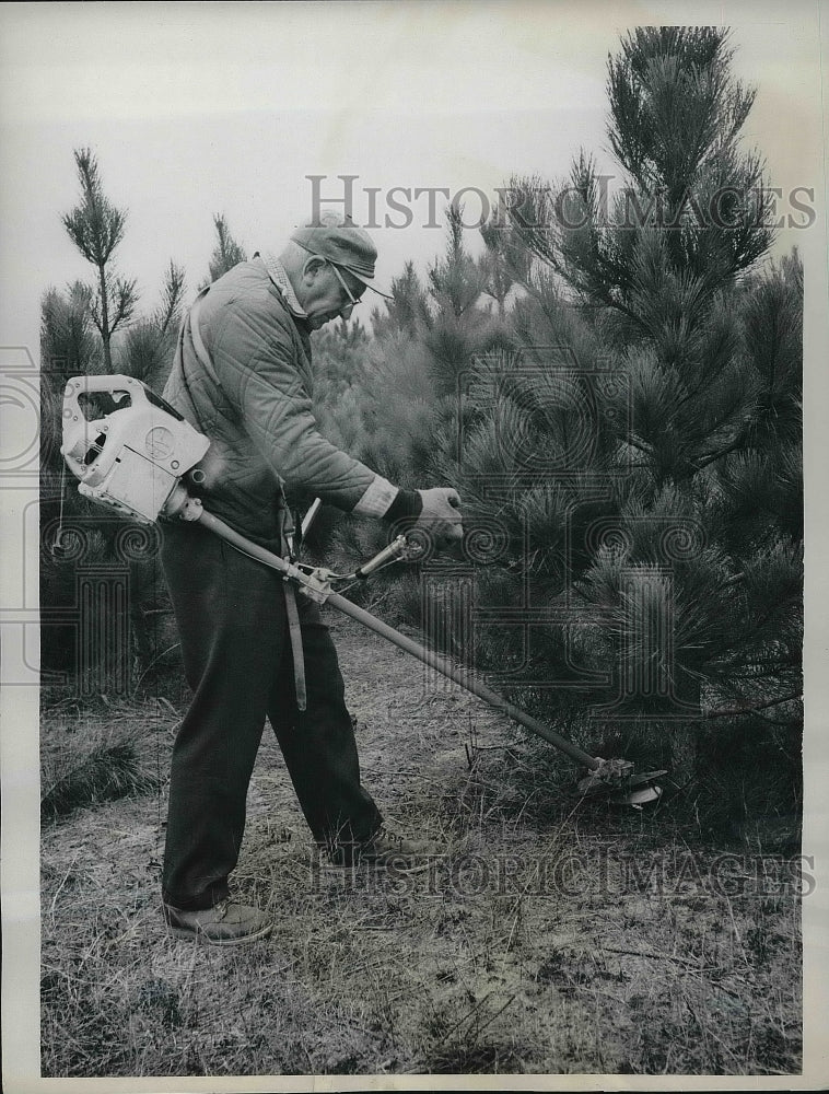 1962 Dr. William Blum, Blum Trees, Inc., Christmas Tree Farm Waupaca - Historic Images