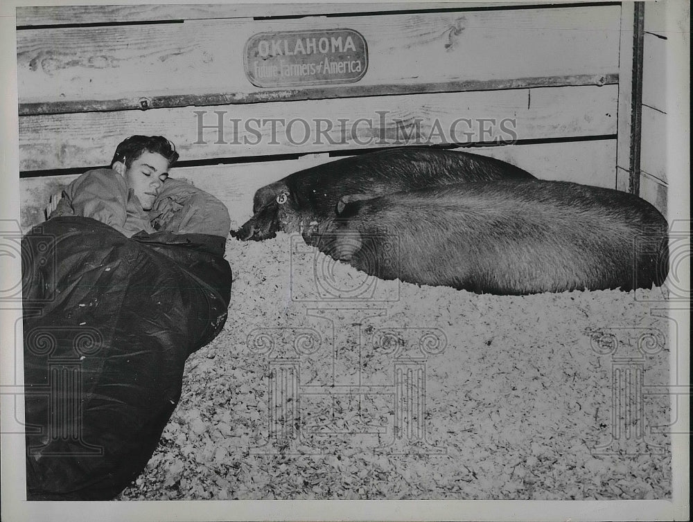 1947 Press Photo Melvin Greely Sleeps With His 2 Barrows At National Barrow Show - Historic Images
