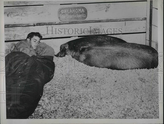 1947 Press Photo Melvin Greely Sleeps With His 2 Barrows At National Barrow Show - Historic Images