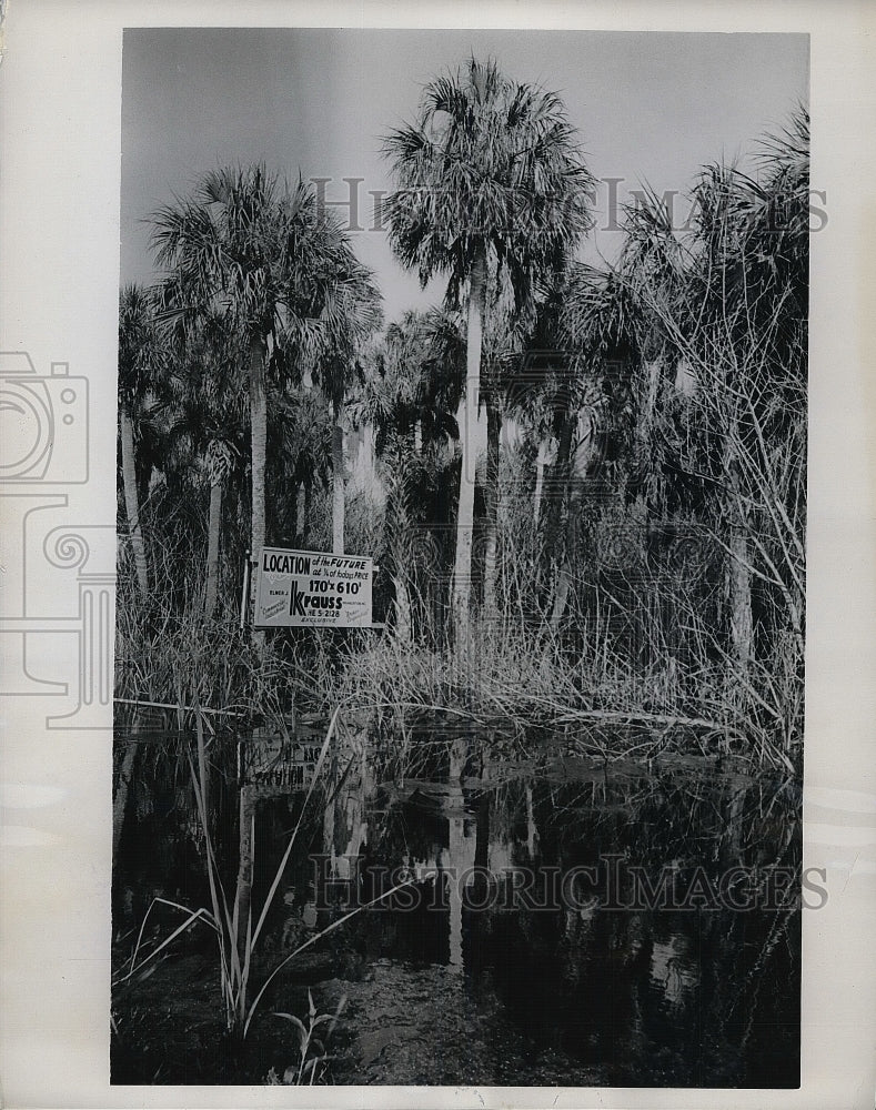 1963 St Petersburg, Fla. trees &amp; water on plot for SALE  - Historic Images