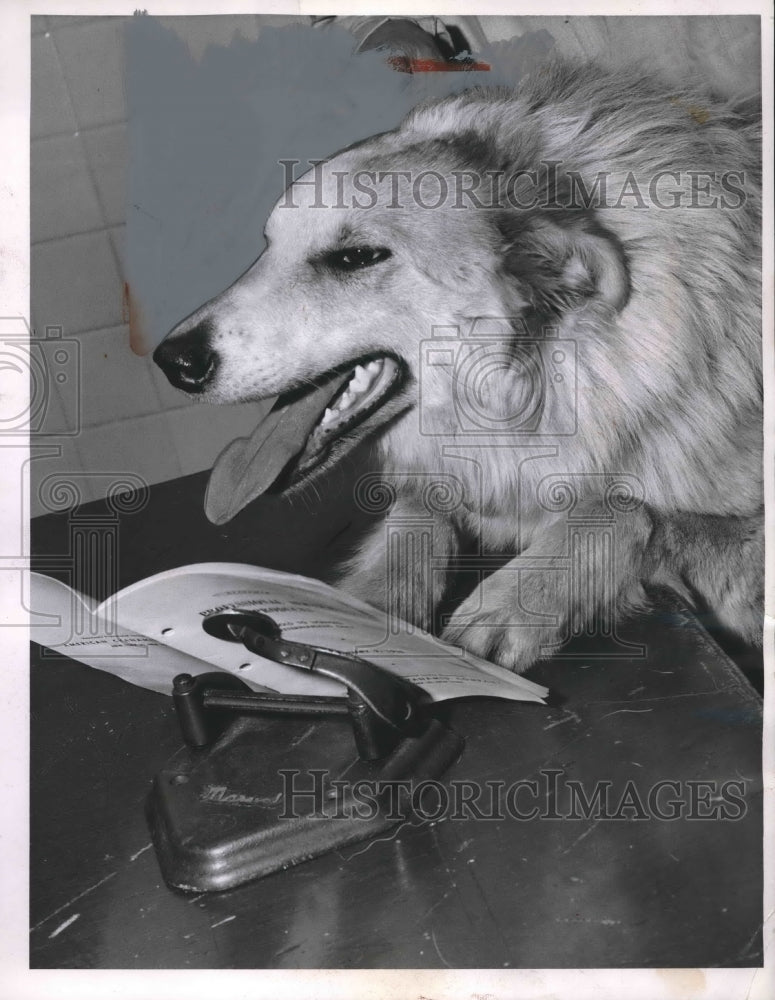 1958 Press Photo Collie Dog, Animal Protective League - nea93171 - Historic Images
