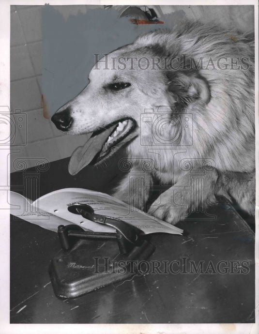 1958 Press Photo Collie Dog, Animal Protective League - nea93171 - Historic Images