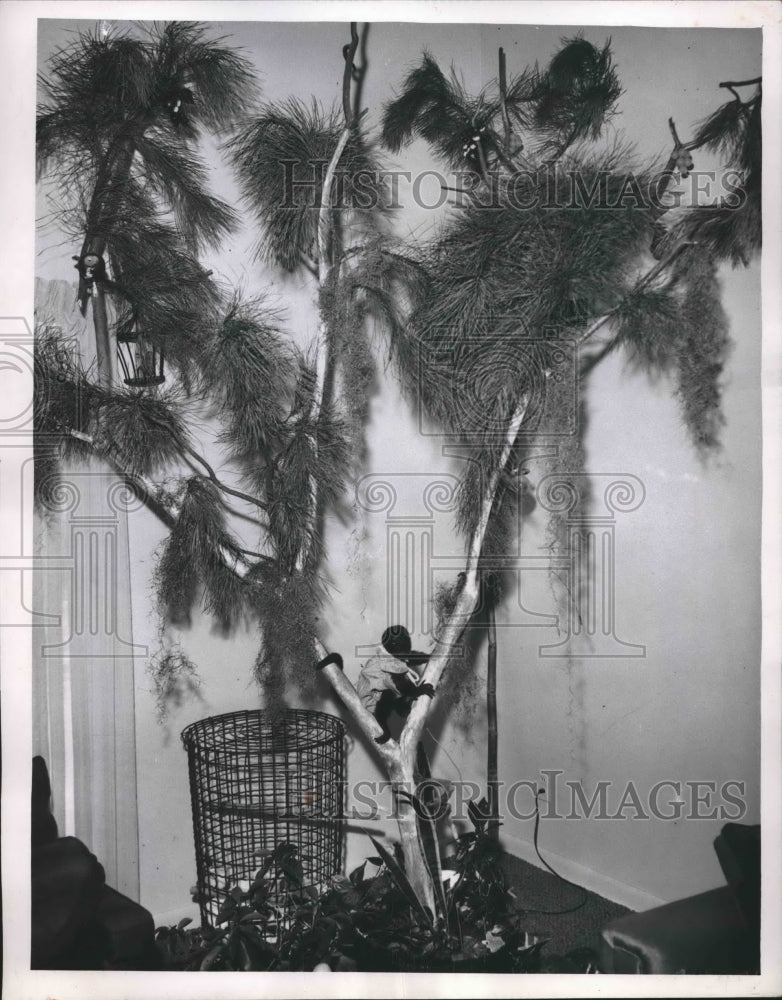 1958 Press Photo Bongo, Monkey Pet in Harold Rubin Home, Beachwood, Ohio - Historic Images