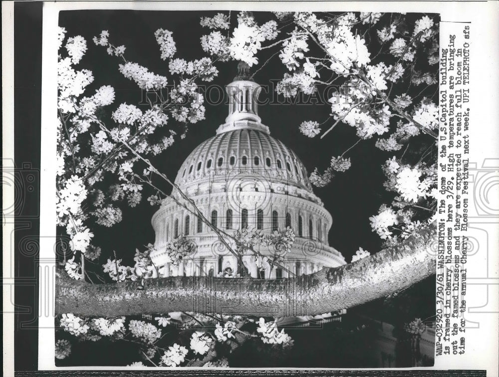 1961 Press Photo The Dome of the U.S. Capitol Building is framed in cherry - Historic Images