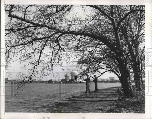 1950 Press Photo Men fishing under cherry tress in D.C.near Jefferson Memorial-Historic Images