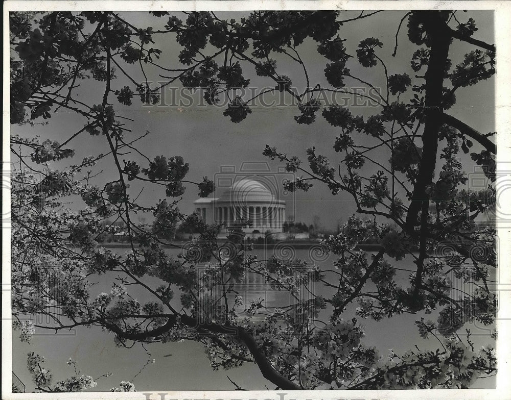 1943 Blossoming cherry trees near Jefferson memorial in D.C. - Historic Images