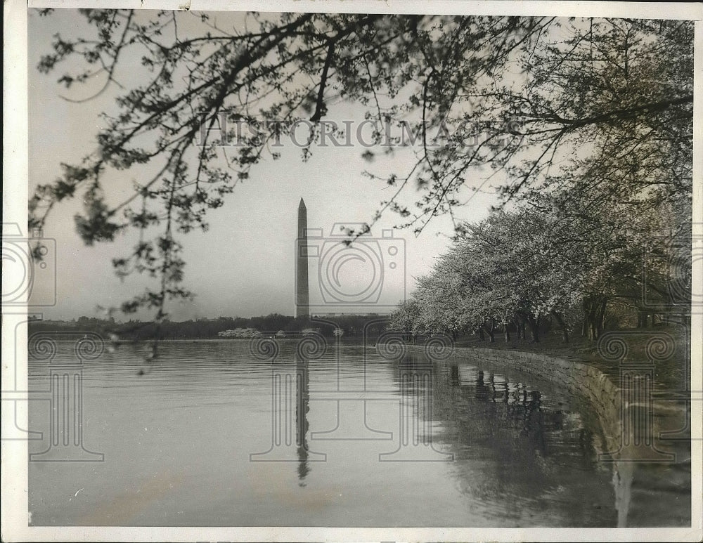 1933 Blossoming cherry trees near Washington memorial in D.C. - Historic Images