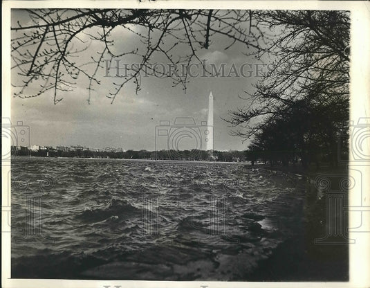 1933 Blossoming cherry trees near Washington memorial in D.C. - Historic Images