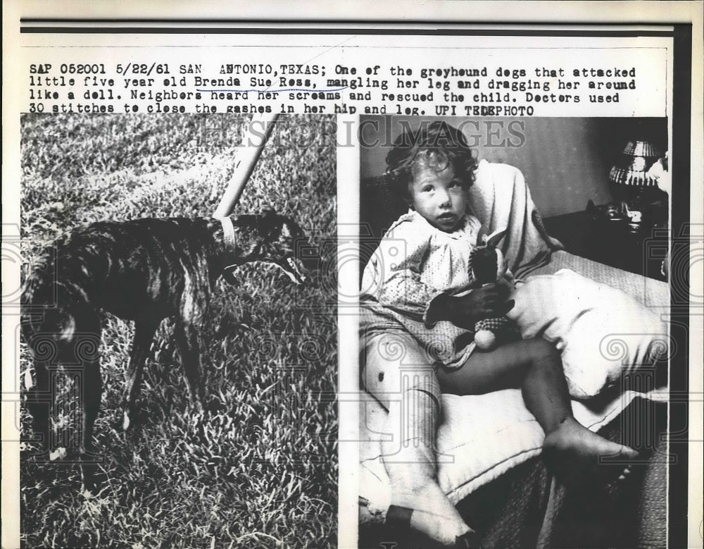 1961 Dog that Attacked Brenda Sue Ross Who Required Stitches - Historic Images