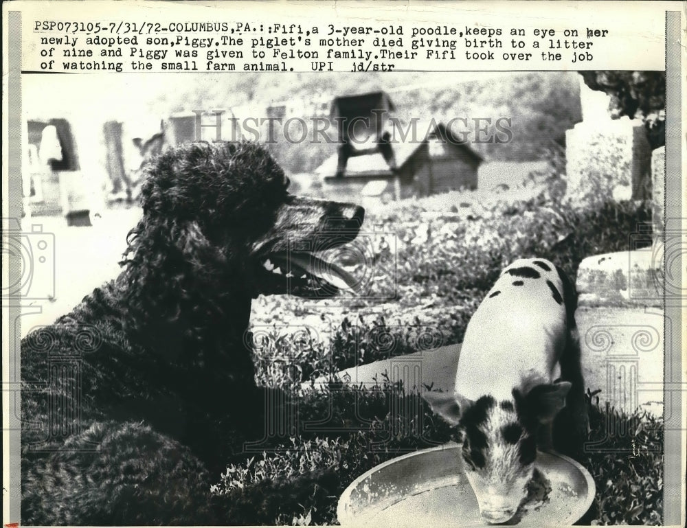 1972 Press Photo Fifi the Poodle Taking Care Of Her Baby Piglet Dog Pig Friend - Historic Images