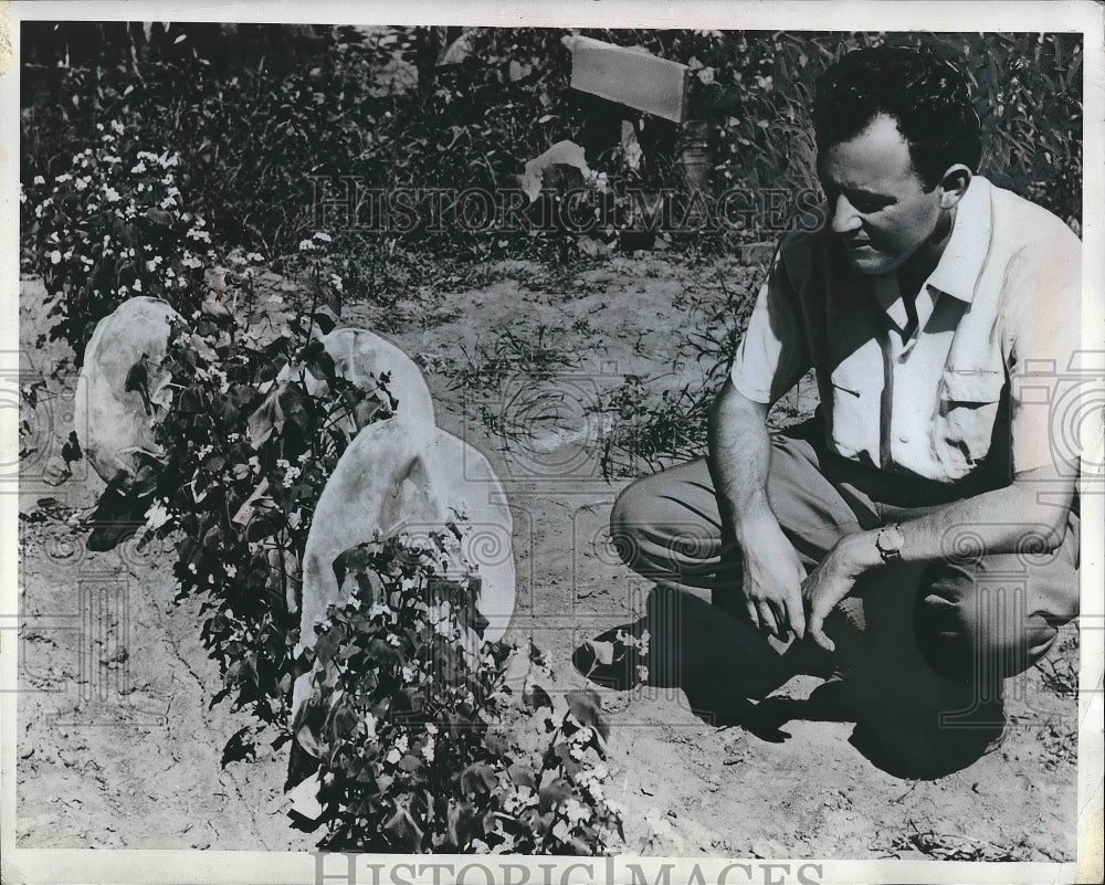 1963 Scientist Doing Agricultural Research South American Insects - Historic Images