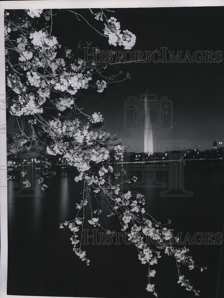 1956 Press Photo Washington Monument D.C. View Cherry Tree Blossoms - Historic Images