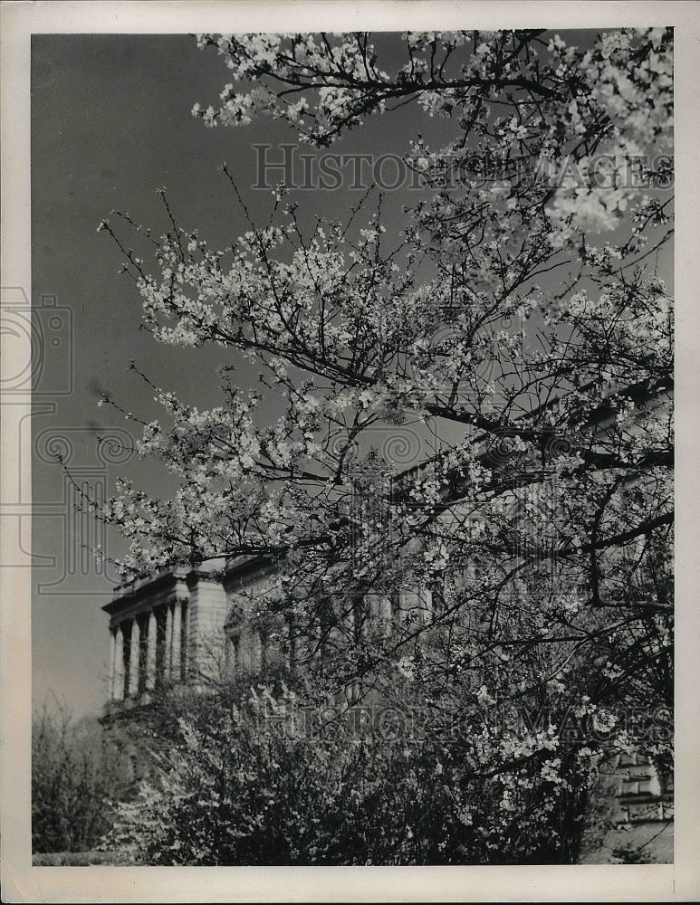 1940 Press Photo Japanese Cherry Trees Bloom Library Of Congress Washington DC - Historic Images