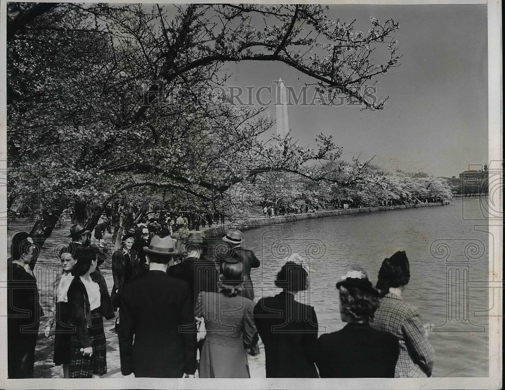 1941 Springtime Japanese Cherry Blossoms Bloom Washington Monument - Historic Images