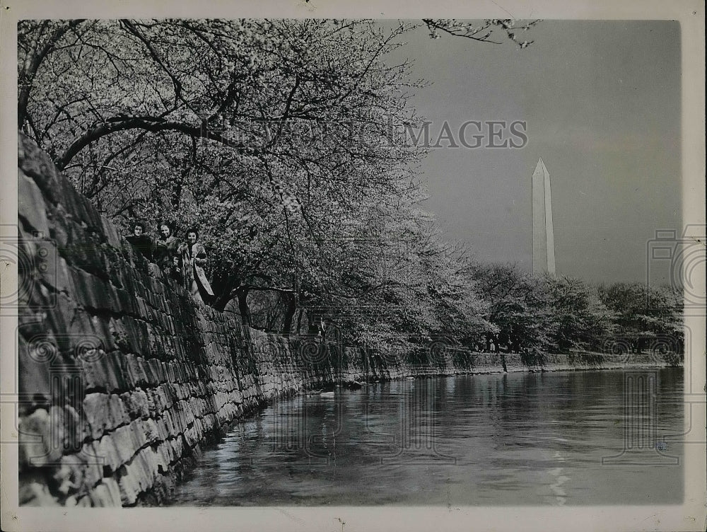 1937 Tidal Basin Washington Monument Japanese Cherry Blossoms - Historic Images